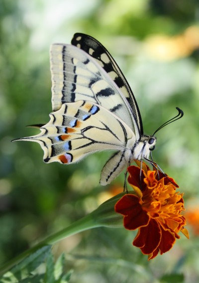 Bild "Bilder:Schwalbenschwanz_Papilio_machaon.jpg"